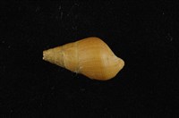 藏品(川蜷)的圖片